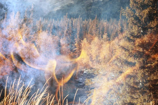 Paysage Fond Feu Forêt Feu Abstrait Fumée Dans Forêt Les — Photo