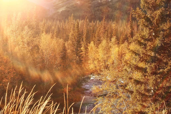 abstract landscape background autumn sun glare defocus bokeh, view sun background