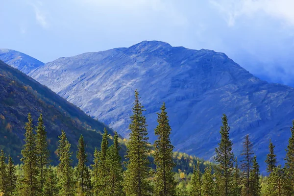 Forêt Dans Les Montagnes Paysage Belle Nature Verdoyante Été Fond — Photo