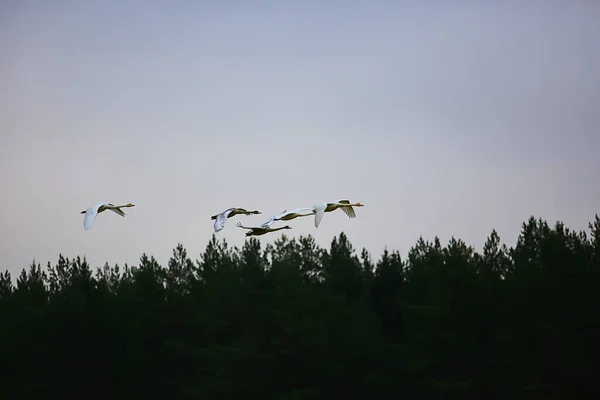 秋の風景 森の中の白鳥の群れ 渡り鳥 10月の季節移動 — ストック写真