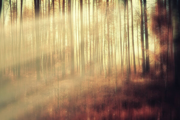 Blurred background autumn nature landscape, abstract blur bokeh view of fall trees