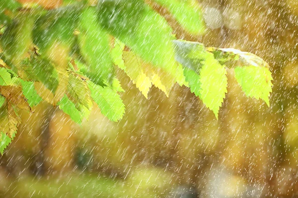 雨の背景秋の風景公園抽象的な季節の誰も天気10月の風景 — ストック写真