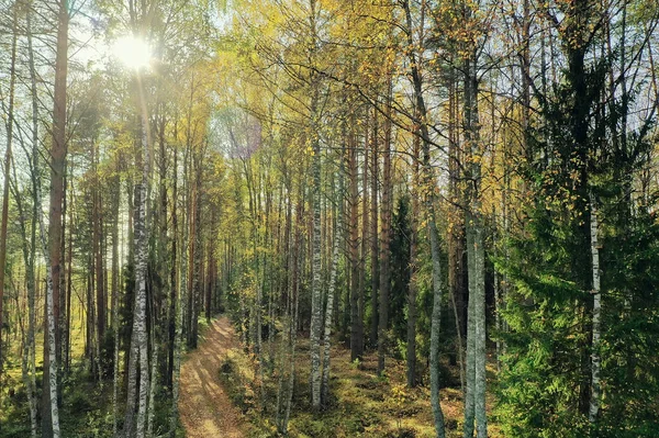 Automne Forêt Paysage Abstrait Fond Octobre Vue Dans Les Arbres — Photo