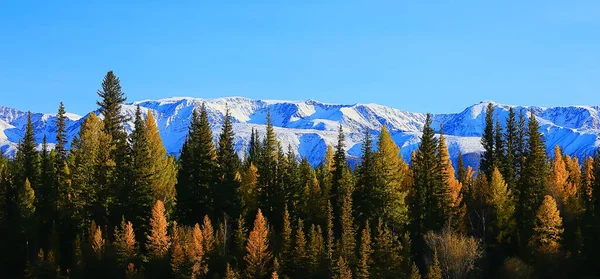 Höst Skog Berg Panorama Landskap Träd Natur Gul Säsong — Stockfoto