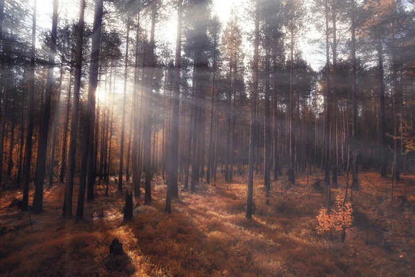秋天森林群山全景 山水画 自然黄季 — 图库照片