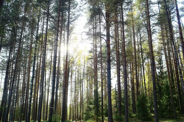 Paysage Été Forêt Panorama Nature Saison Été Paysage Arbres — Photo