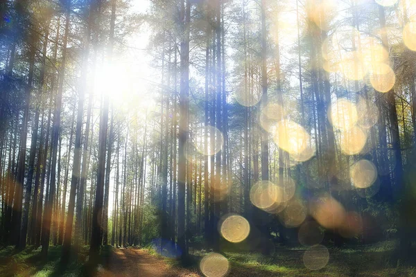 Estate Paesaggio Foresta Sfondo Panorama Natura Estate Stagione Paesaggio Alberi — Foto Stock