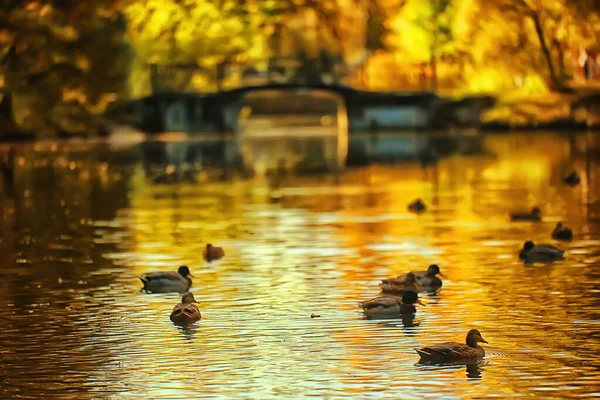 Herbst Landschaftsteich Der Stadt Central Park Schöne Herbst Landschaft Blick — Stockfoto