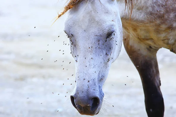 Insectes Mordent Cheval Les Mouches Les Mouches Attaquent Cheval Faune — Photo