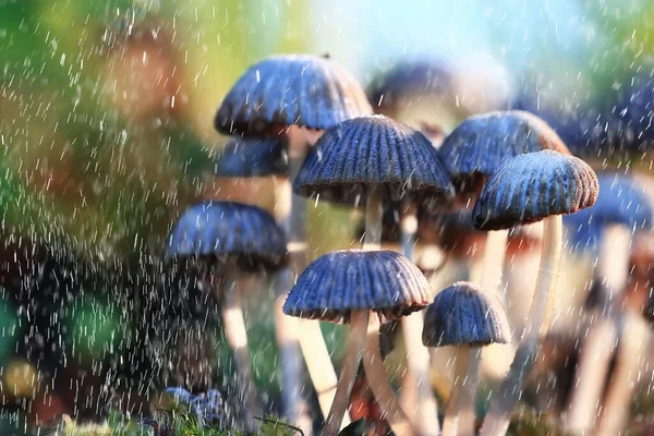 Kleine Ungenießbare Pilze Giftige Pilze Wald Hintergrund Makro Natur Wild — Stockfoto
