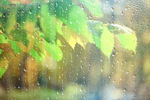 Abstracto Fondo Otoño Gotas Vidrio Otoño Amarillo Hojas Húmedo Octubre — Foto de Stock