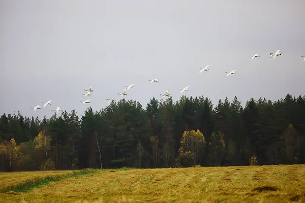 秋の風景 森の中の白鳥の群れ 渡り鳥 10月の季節移動 — ストック写真