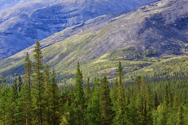 Letní Krajina Lese Pozadí Panorama Příroda Léto Sezóna Krajina Stromy — Stock fotografie