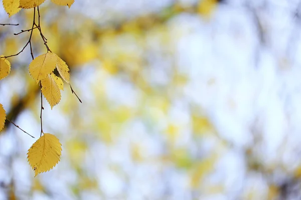 抽象的な秋の背景は黄色の自然を残します10月の壁紙季節 — ストック写真