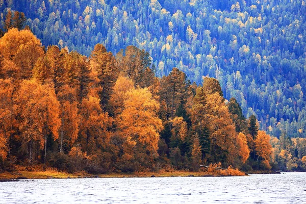 Пейзаж Осеннего Леса Абстрактный Фон Октябрьский Вид Желтые Деревья Осень — стоковое фото