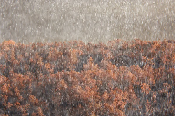 秋景天然雨滴天气潮湿户外景观秋景 — 图库照片