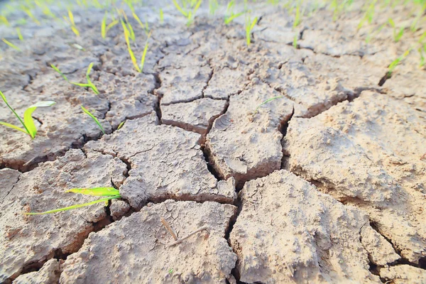 Посуха Польовому Сільському Господарстві Проблема Тепла Тріснула Землю — стокове фото