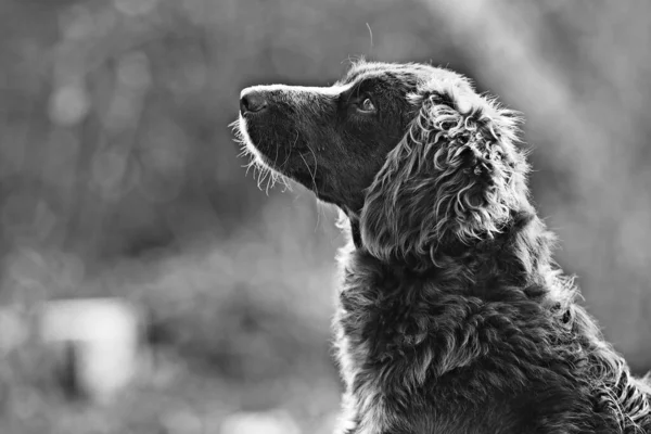 Stray Dog Street Chipping Sterilization Animal Shelter Portrait Mongrel Dog — Stock Photo, Image