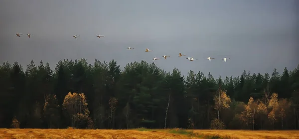 秋の風景 森の中の白鳥の群れ 渡り鳥 10月の季節移動 — ストック写真