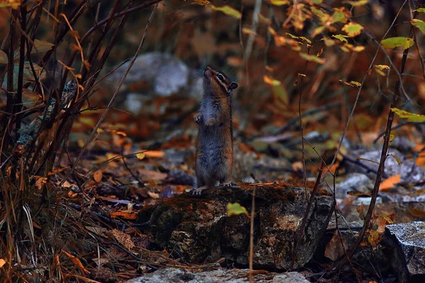 Chipmunk Animal Selvagem Pequeno Esquilo Bonito — Fotografia de Stock