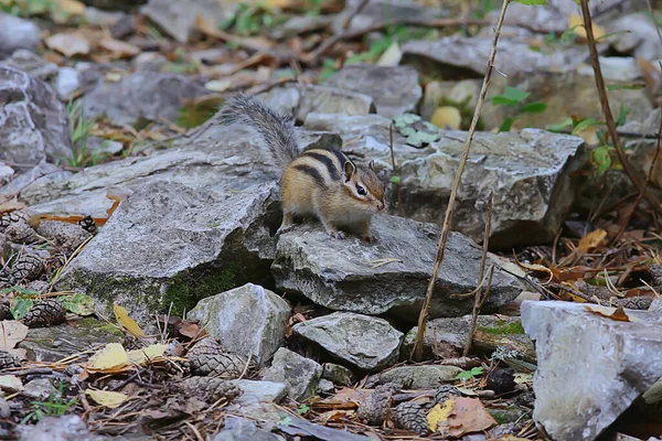 Chipmunk Animal Wild Little Cute Squirrel — Stock Photo, Image