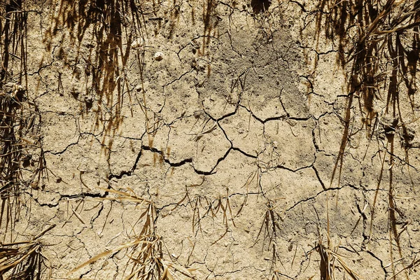 Посуха Польовому Сільському Господарстві Проблема Тепла Тріснула Землю — стокове фото