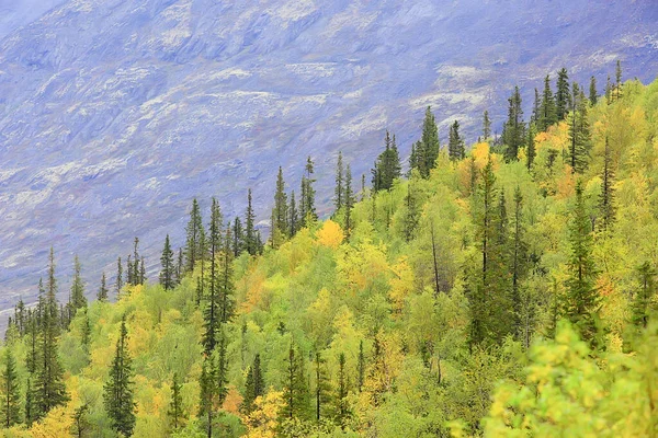 Les Horách Krajina Krásná Zelená Příroda Léto Pozadí Les — Stock fotografie