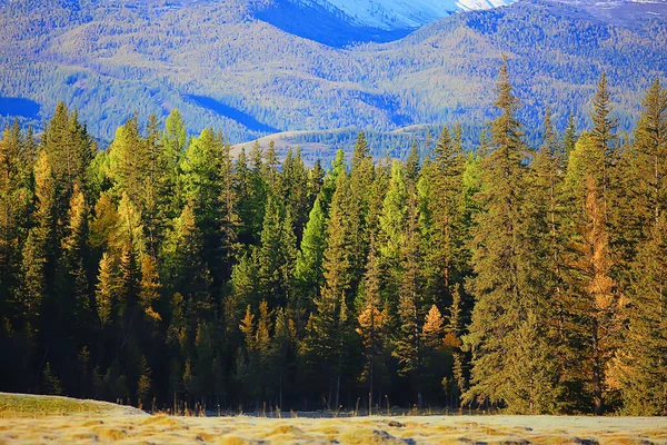 Summer Landscape Forest Background Panorama Nature Summer Season Landscape Trees — Stock Photo, Image