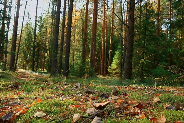 Podzim Tajga Lesní Krajina Pohled Přírodu Spadají Hor — Stock fotografie