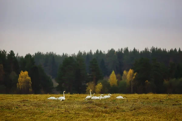 Herbstlandschaft Eine Schar Schwäne Wald Zugvögel Saisonale Migration Oktober — Stockfoto