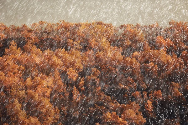 秋の風景自然雨が降る天気雨が降る屋外の風景秋の天気 — ストック写真