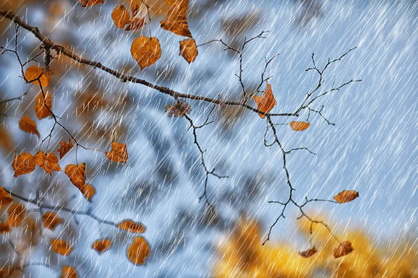 Абстрактний Осінній Фон Листя Дощу Шпалерний Парк — стокове фото