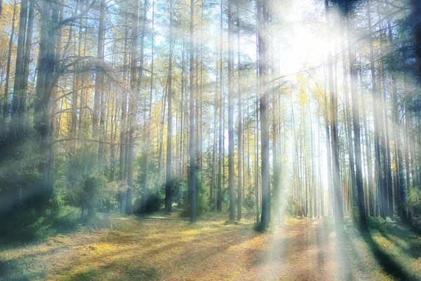 Letni Krajobraz Lesie Tło Panorama Natura Lato Sezon Krajobraz Drzewa — Zdjęcie stockowe