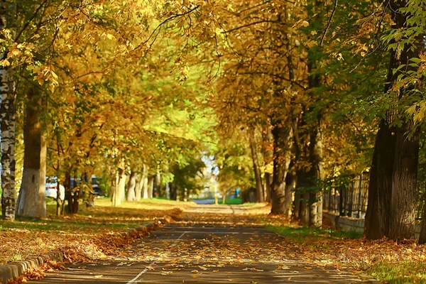 ถนนในสวนฤด ใบไม ใบไม วงบนถนนส เหล องในเด อนต ลาคมในเม — ภาพถ่ายสต็อก