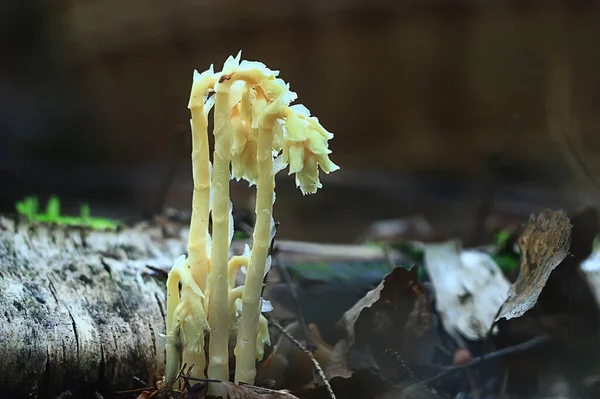 Kleine Oneetbare Paddenstoelen Giftige Paddenstoelen Bos Achtergrond Macro Natuur Wild — Stockfoto