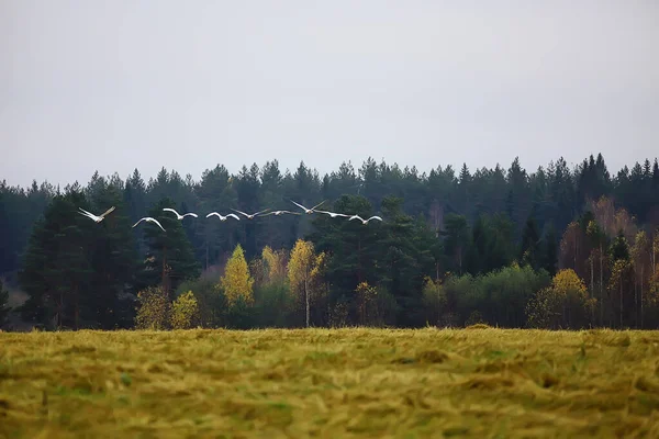 秋の風景 森の中の白鳥の群れ 渡り鳥 10月の季節移動 — ストック写真