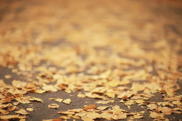 秋は抽象的な背景を残し — ストック写真