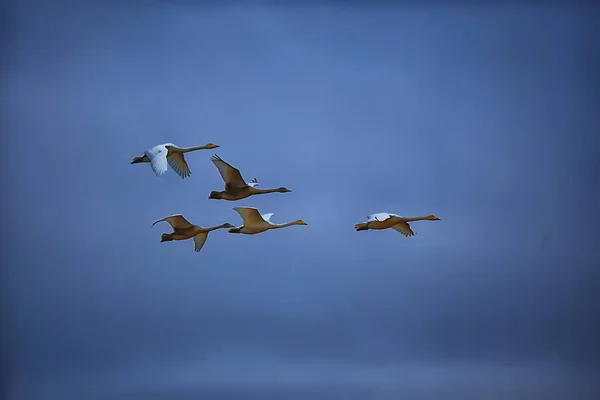 Hejno Labutí Letu Proti Obloze Skupina Volně Žijících Ptáků Migrace — Stock fotografie