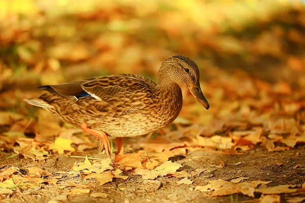 Ördek Güz Parkı Yaban Ördeği Yaban Ördeği Sonbahar Manzaralı Göçmen — Stok fotoğraf