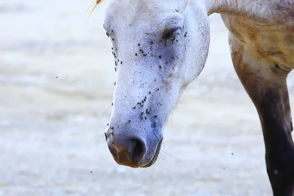 Owady Gryzą Konia Gaduły Muchy Atakują Stadninę Ochrony Owadów — Zdjęcie stockowe