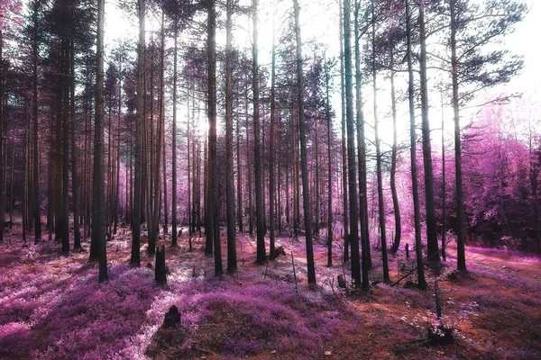 Rosa Natur Landskap Vår Bakgrund Blommor Park Utomhus — Stockfoto