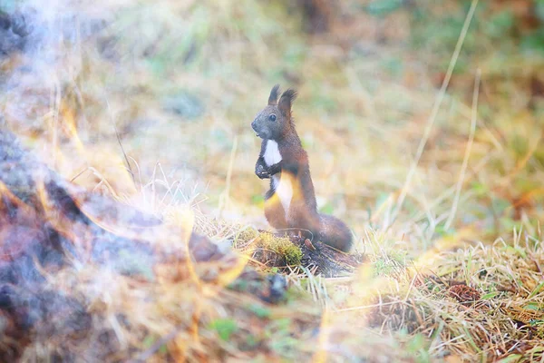 Animaux Dans Les Feux Forêt Fond Paysage Problème Écologique Incendie — Photo