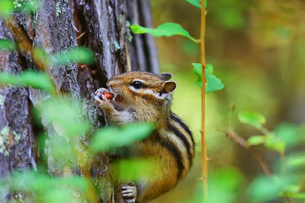 Chipmunk Animal Selvagem Pequeno Esquilo Bonito — Fotografia de Stock