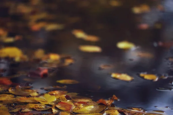 Αφηρημένη Φθινόπωρο Φθινόπωρο Φόντο Αφήνει Κίτρινο Φύση Οκτώβριος Ταπετσαρία Εποχιακή — Φωτογραφία Αρχείου