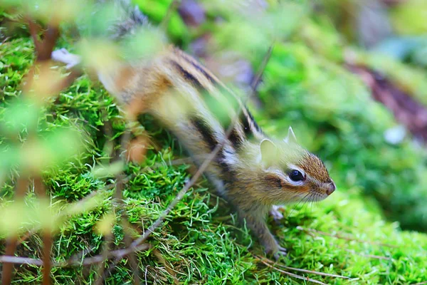 Chipmunk Animal Wild Little Cute Squirrel — Stock Photo, Image