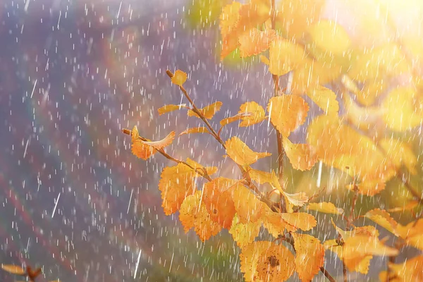 Abstrakte Herbst Hintergrund Regen Blätter Tapete Park — Stockfoto