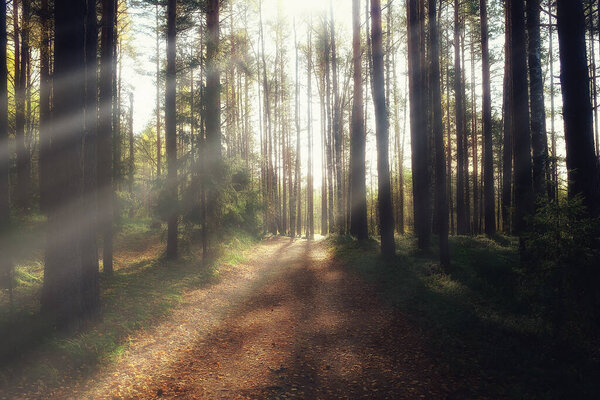 autumn forest landscape, abstract background October view in yellow trees, fall nature