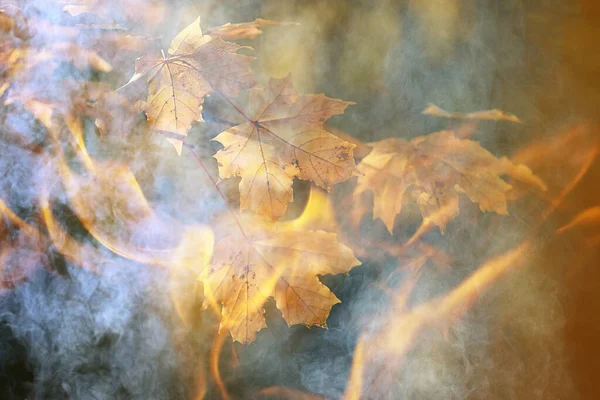 Las Ogień Tło Krajobraz Abstrakcyjny Ogień Dym Lesie Susza Drzewa — Zdjęcie stockowe
