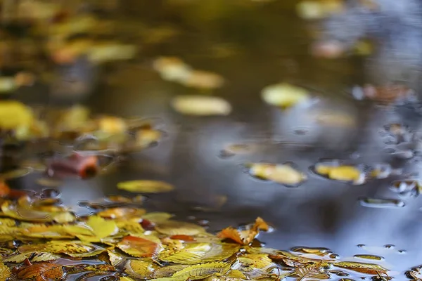 抽象的な秋の背景は黄色の自然を残します10月の壁紙季節 — ストック写真