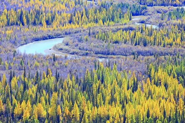 Outono Taiga Floresta Paisagem Natureza Vista Queda Nas Montanhas — Fotografia de Stock